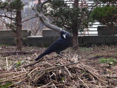 f:id:hatekota810:20150407190928j:image