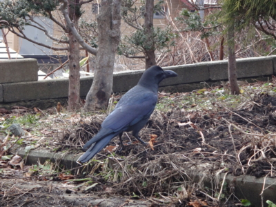 f:id:hatekota810:20150407191112j:image