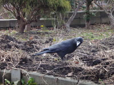 f:id:hatekota810:20150407191657j:image