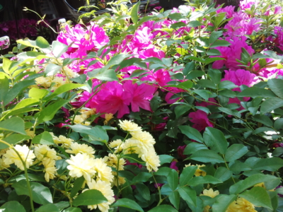 f:id:hatekota810:20150426192859j:image