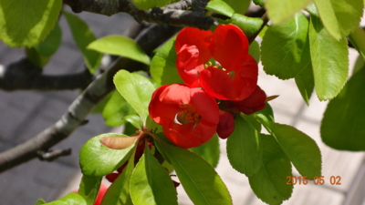 f:id:hatekota810:20150512190550j:image