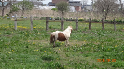 f:id:hatekota810:20150512191123j:image