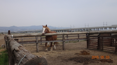 f:id:hatekota810:20150512191841j:image