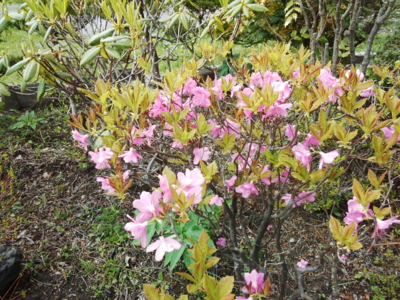 f:id:hatekota810:20150514192751j:image