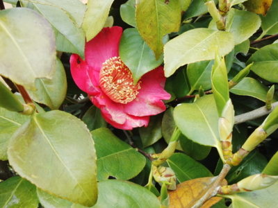 f:id:hatekota810:20150514193238j:image