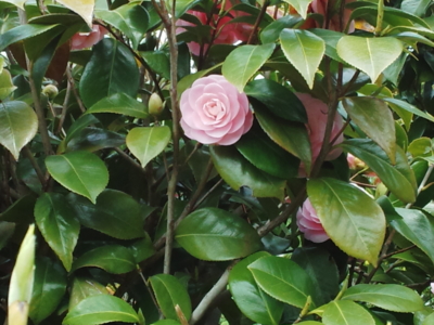 f:id:hatekota810:20150514193507j:image