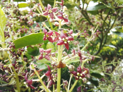 f:id:hatekota810:20150514193735j:image