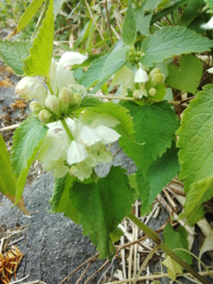 f:id:hatekota810:20150514194436j:image