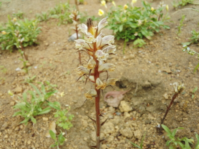 f:id:hatekota810:20150516201356j:image