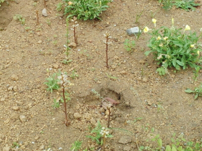 f:id:hatekota810:20150516201519j:image