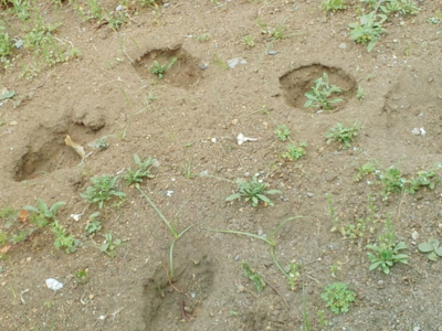 f:id:hatekota810:20150516201630j:image