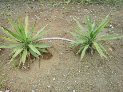 f:id:hatekota810:20150516201840j:image