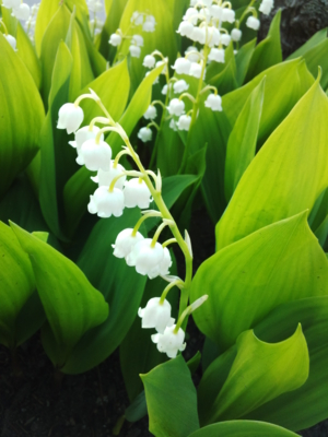 f:id:hatekota810:20150528204036j:image