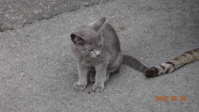 f:id:hatekota810:20150619195638j:image