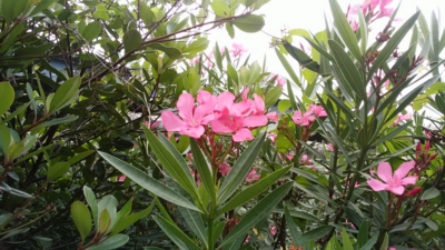 f:id:hatekota810:20150702190720j:image
