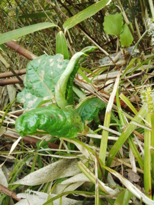 f:id:hatekota810:20150716192945j:image