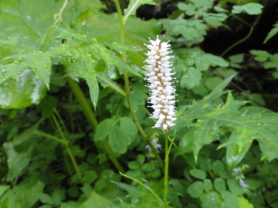 f:id:hatekota810:20150804192144j:image