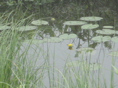 f:id:hatekota810:20150805193456j:image