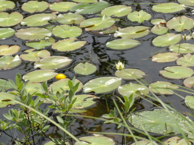 f:id:hatekota810:20150805194034j:image