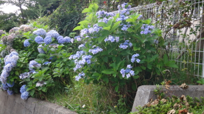 f:id:hatekota810:20150818201654j:image