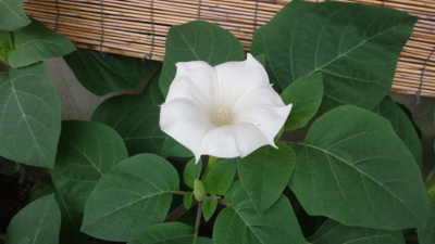 f:id:hatekota810:20150927172244j:image