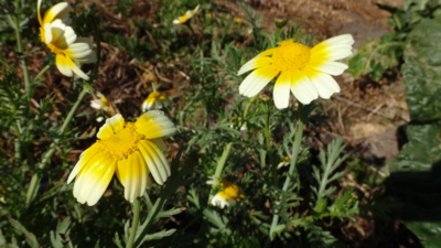 f:id:hatekota810:20151113202011j:image