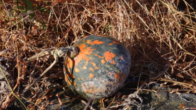 f:id:hatekota810:20151113202802j:image