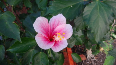 f:id:hatekota810:20160203194407j:image