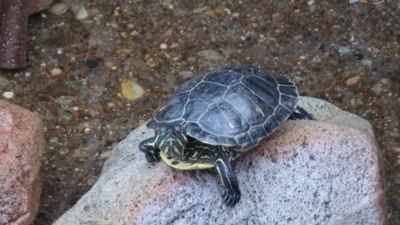 f:id:hatekota810:20160206171312j:image