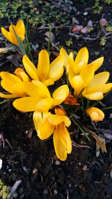 f:id:hatekota810:20160219193831j:image