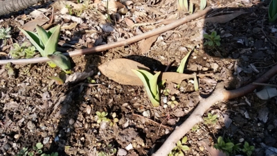 f:id:hatekota810:20160219194239j:image