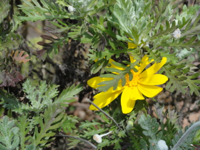 f:id:hatekota810:20160316192233j:image