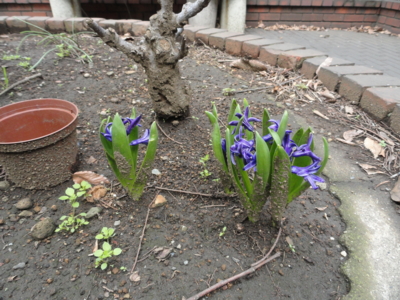 f:id:hatekota810:20160317191023j:image