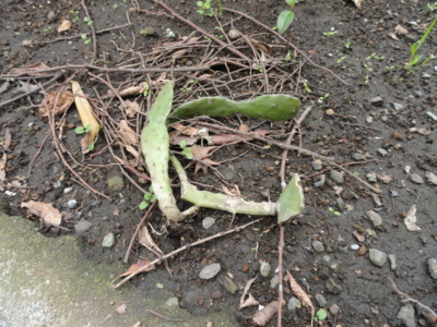 f:id:hatekota810:20160317191148j:image