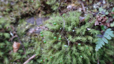 f:id:hatekota810:20160331200633j:image