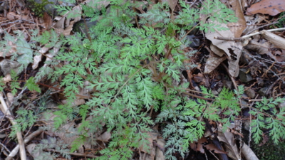 f:id:hatekota810:20160331201156j:image