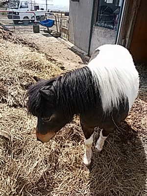 f:id:hatekota810:20160502192612j:image