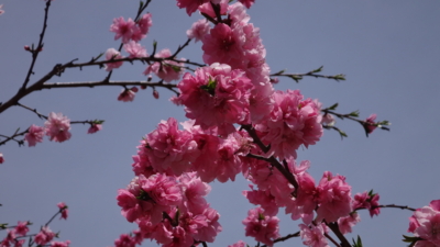 f:id:hatekota810:20160512202806j:image