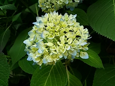 f:id:hatekota810:20160525190121j:image