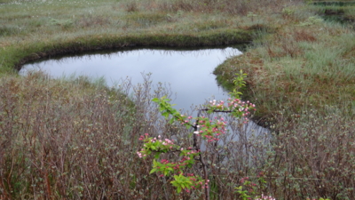 f:id:hatekota810:20160530212107j:image