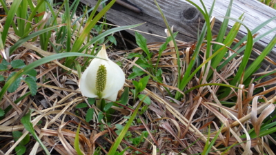 f:id:hatekota810:20160608192616j:image