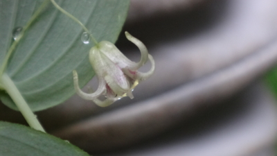 f:id:hatekota810:20160627192110j:image