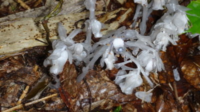 f:id:hatekota810:20160627192527j:image