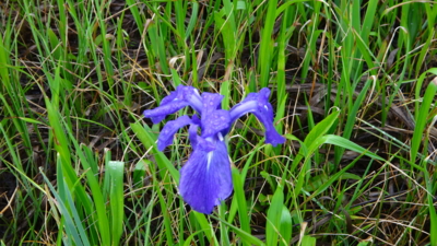 f:id:hatekota810:20160627192814j:image