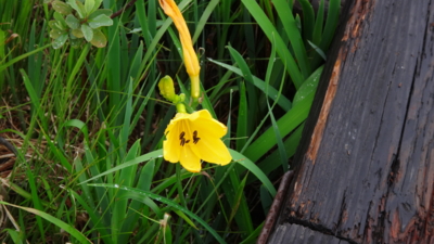 f:id:hatekota810:20160627192939j:image