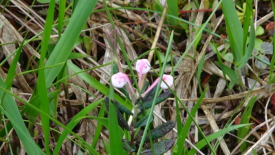 f:id:hatekota810:20160707203729j:image