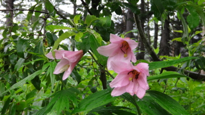 f:id:hatekota810:20160718201814j:image