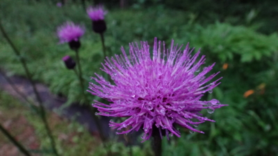 f:id:hatekota810:20160718202011j:image