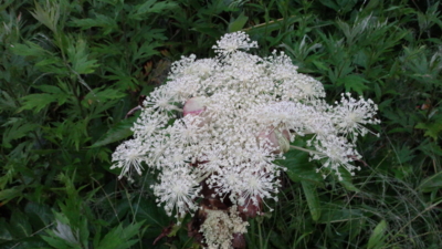 f:id:hatekota810:20160723195829j:image