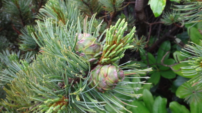 f:id:hatekota810:20160724183736j:image